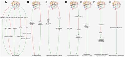 Mechanism of Action of Mesenchymal Stem Cell-Derived Exosomes in the Intervertebral Disc Degeneration Treatment and Bone Repair and Regeneration